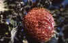 Banksia-menziesii-flower2.jpg (75025 bytes)