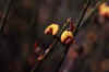 Daviesia-juncea-flower.jpg (26437 bytes)