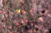 Daviesia-juncea-fruit.jpg (51403 bytes)