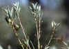 Daviesia-nudiflora-fruit.jpg (38981 bytes)