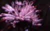 Isopogon-flower.jpg (40322 bytes)