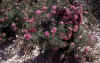 Isopogon-scabriusculus.jpg (188683 bytes)