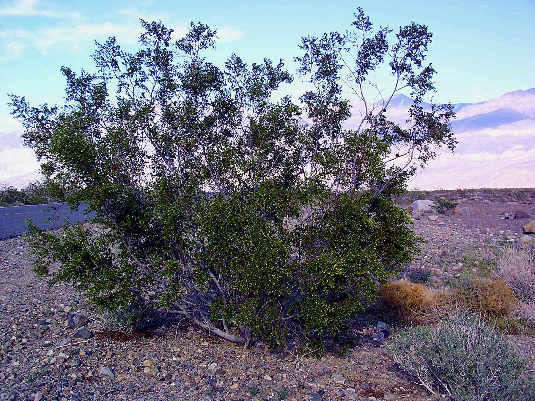 Rotheca microphylla (Cultivated) – eFlora of India