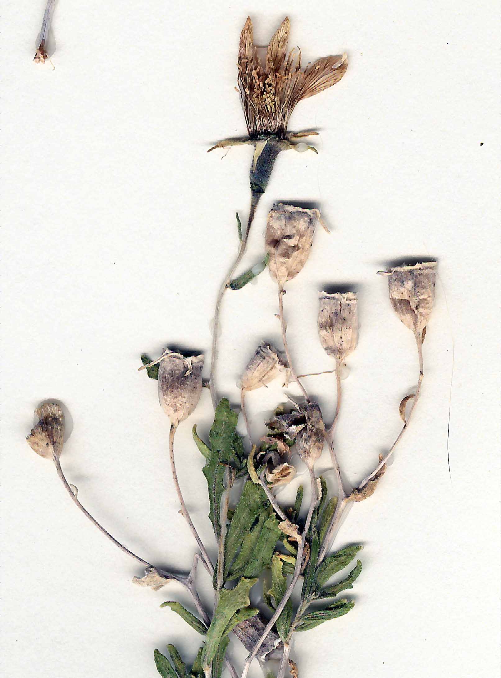 Mentzelia