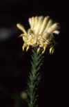 Petrophile-ericifolia-flowe.jpg (32041 bytes)