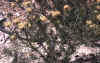 Petrophile-ericifolia-plant.jpg (172439 bytes)