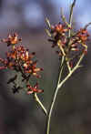 Stirlingia-flower.jpg (44049 bytes)