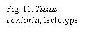 Text Box: Fig. 11. Taxus contorta, lectotype