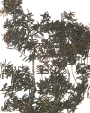 wpe75149.gif (106053 bytes)