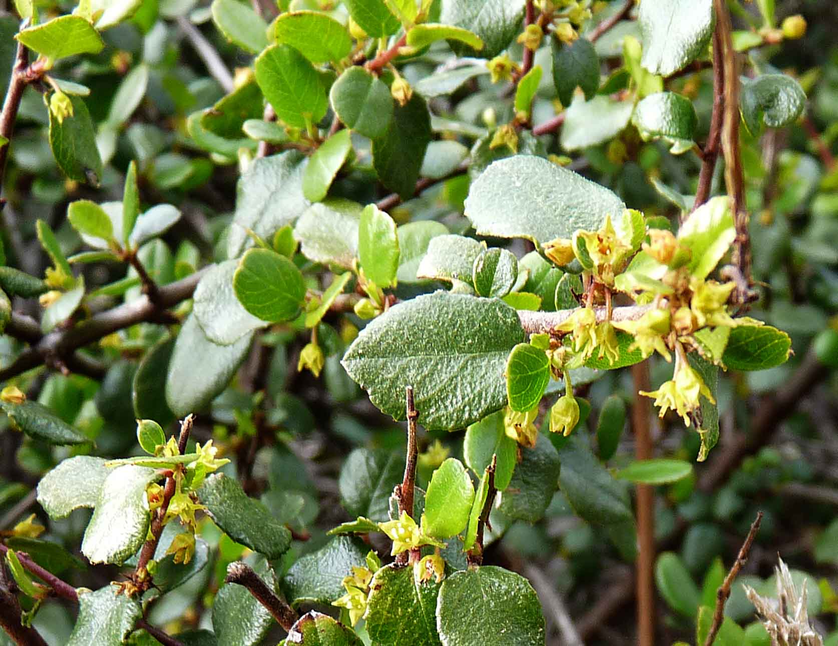 Rhamnus