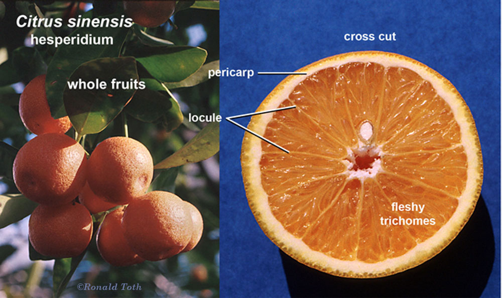 A Systematic Treatment of Fruit Types