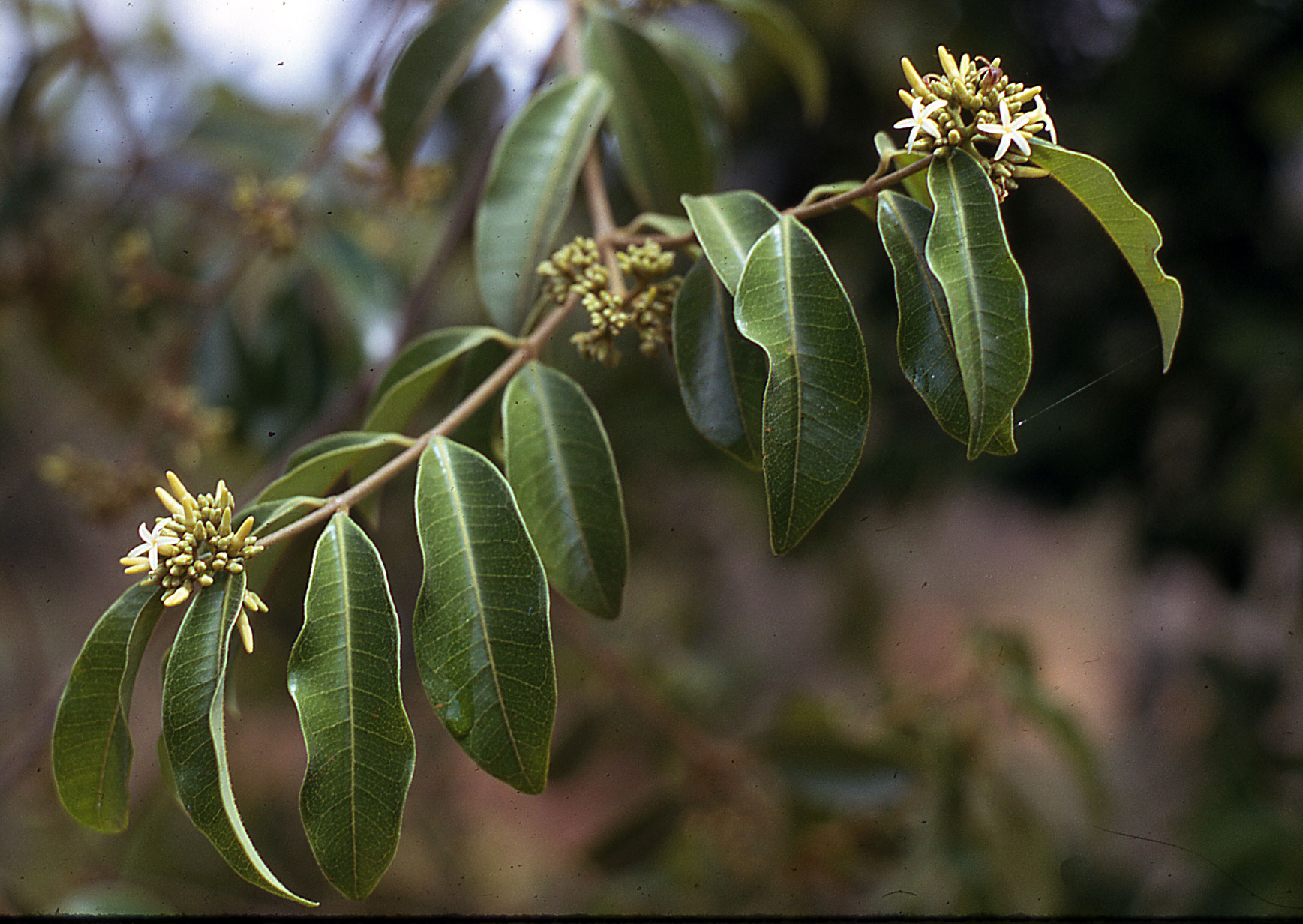 http://www.worldbotanical.com/images/Landolphia_kirkii-3938.jpg