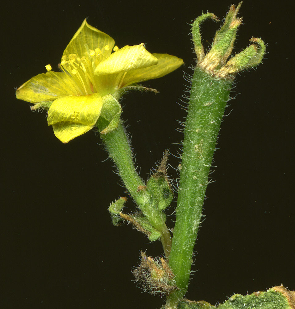 Mentzelia