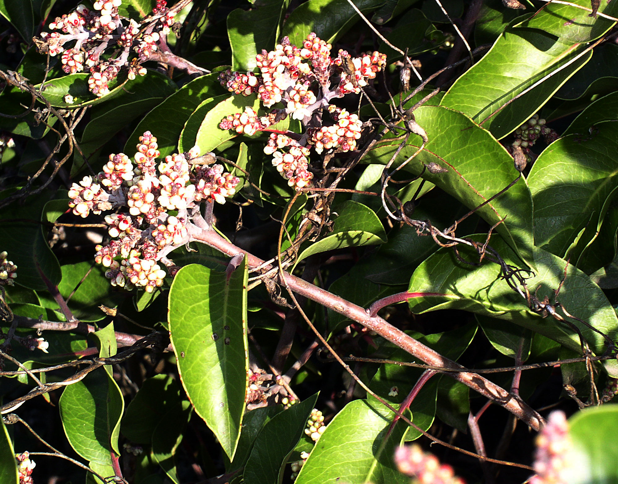 Rhus