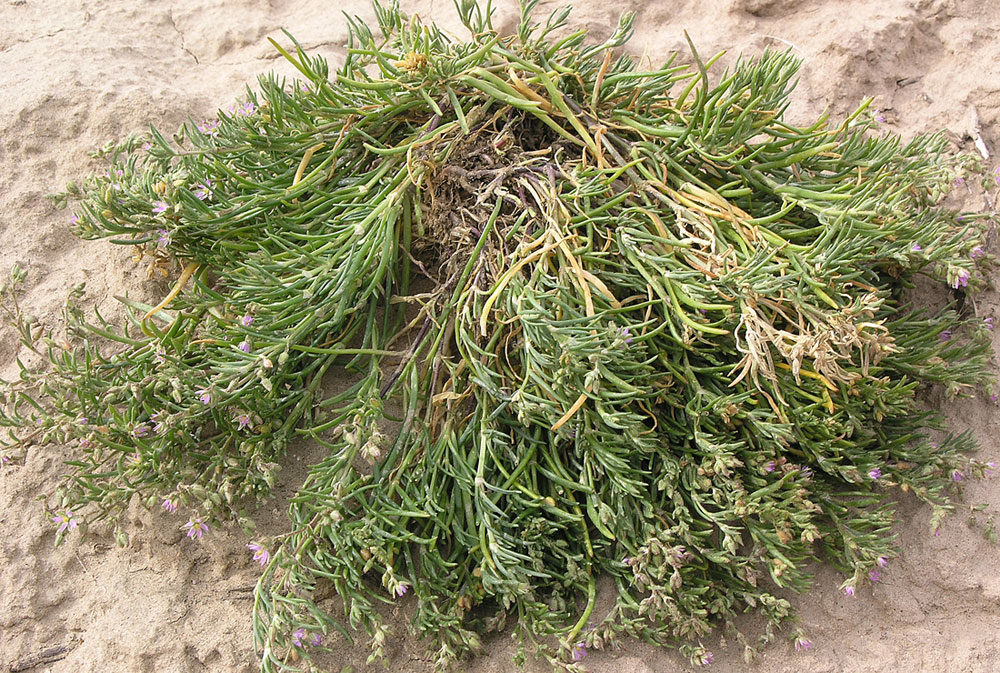 Spergularia