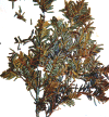 wpe68145.gif (95537 bytes)