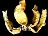 wpe52745.gif (45546 bytes)