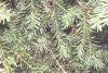 wpe45430.gif (206559 bytes)