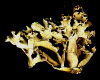 wpe17486.gif (28614 bytes)