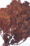 wpe73040.gif (180437 bytes)