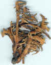 niebla_laminaria_10396.jpg (90264 bytes)