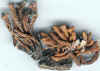 robusta-9035.jpg (44747 bytes)