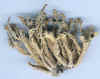 rugosa-10566.jpg (96847 bytes)