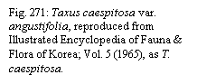 Text Box: Fig. 271: Taxus caespitosa var. angustifolia, reproduced from Illustrated Encyclopedia of Fauna & Flora of Korea; Vol. 5 (1965), as T. caespitosa.